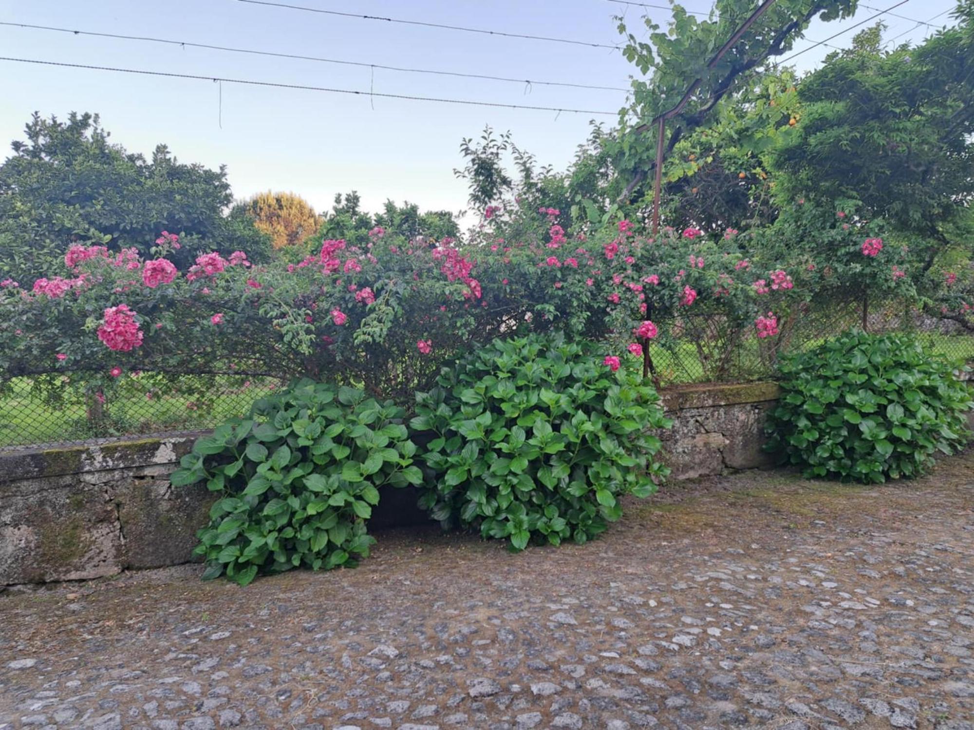 Maison d'hôtes Quinta Do Vale Do Monte à Viana do Castelo Extérieur photo